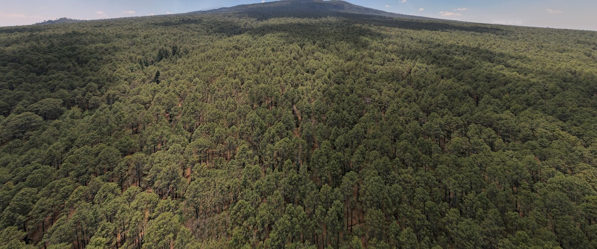 A forested mountain with a clear sky.