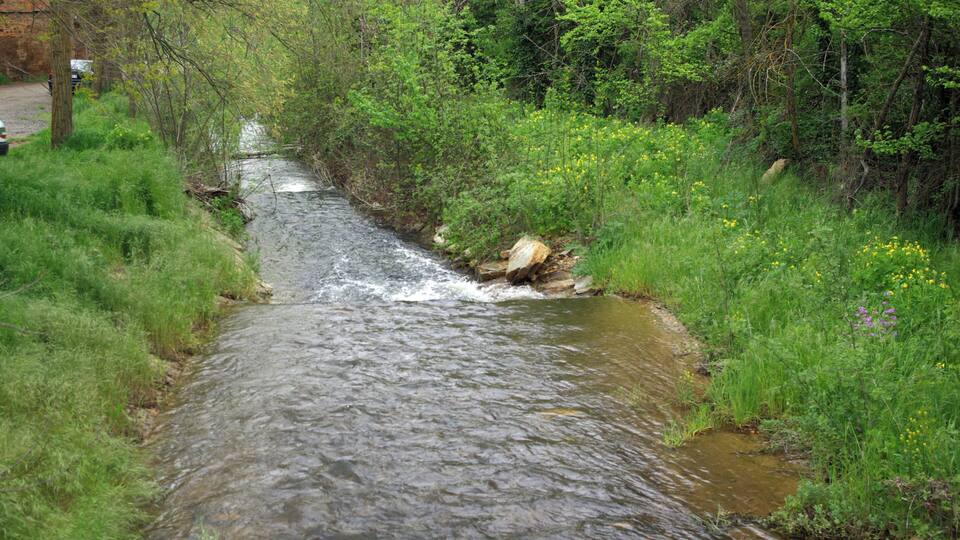 A narrow stream flowing through a wooded area with dense greenery and yellow wildflowers.