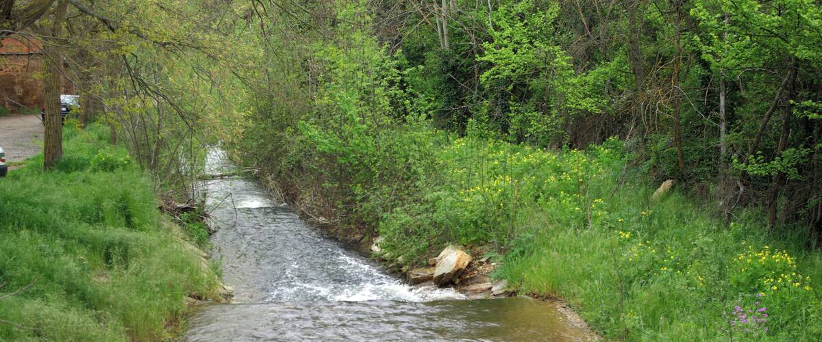 A narrow stream flowing through a wooded area with dense greenery and yellow wildflowers.