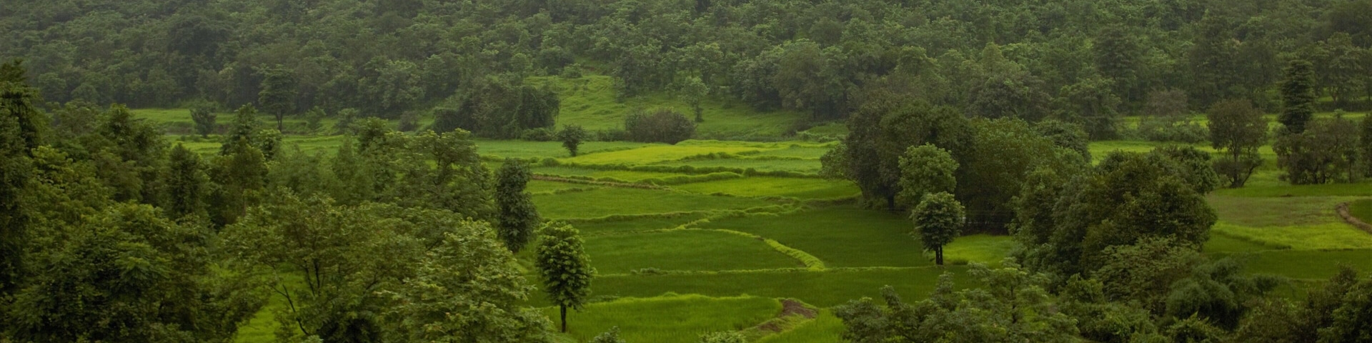 Enroute Madgaon, A view of the green landscape from the Netravati Express.