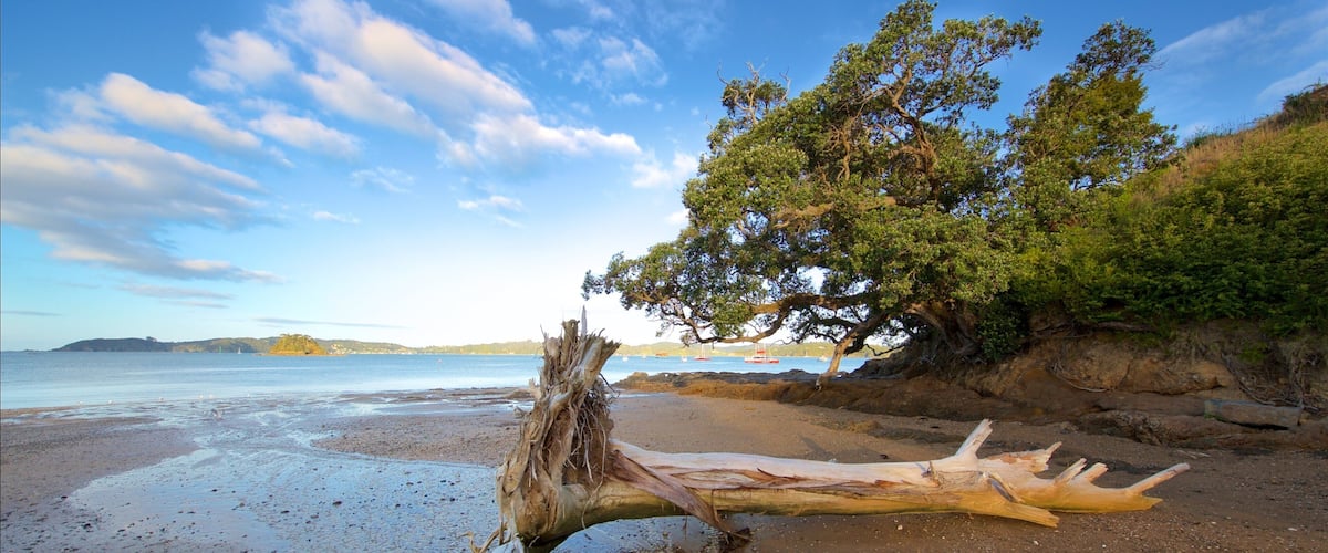 Une plage avec un tronc d’arbre tombé, une eau calme et des collines à l’horizon.