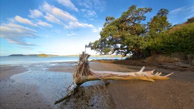A beach with a fallen tree trunk, calm water, and distant hills.