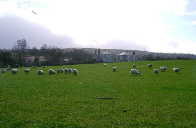 Grazing sheep These sheep are grazing on the edge of Scotland's largest conurbation. Glennifer Braes forms the horizon.