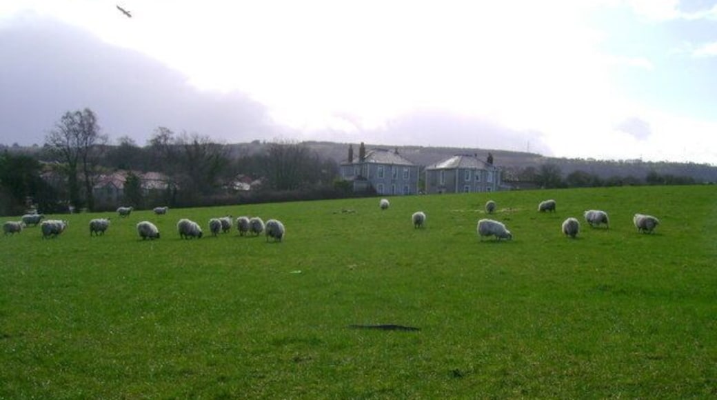 Grazing sheep These sheep are grazing on the edge of Scotland's largest conurbation. Glennifer Braes forms the horizon.
