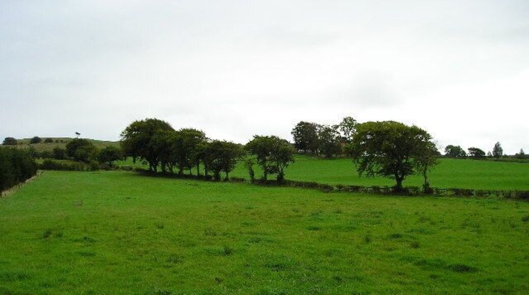 More Grass. Fields of grass at South Muirdykes farm