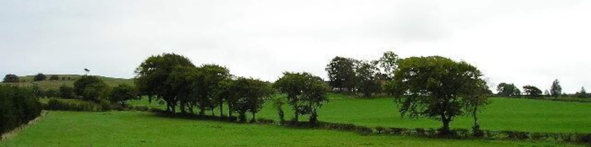 More Grass. Fields of grass at South Muirdykes farm