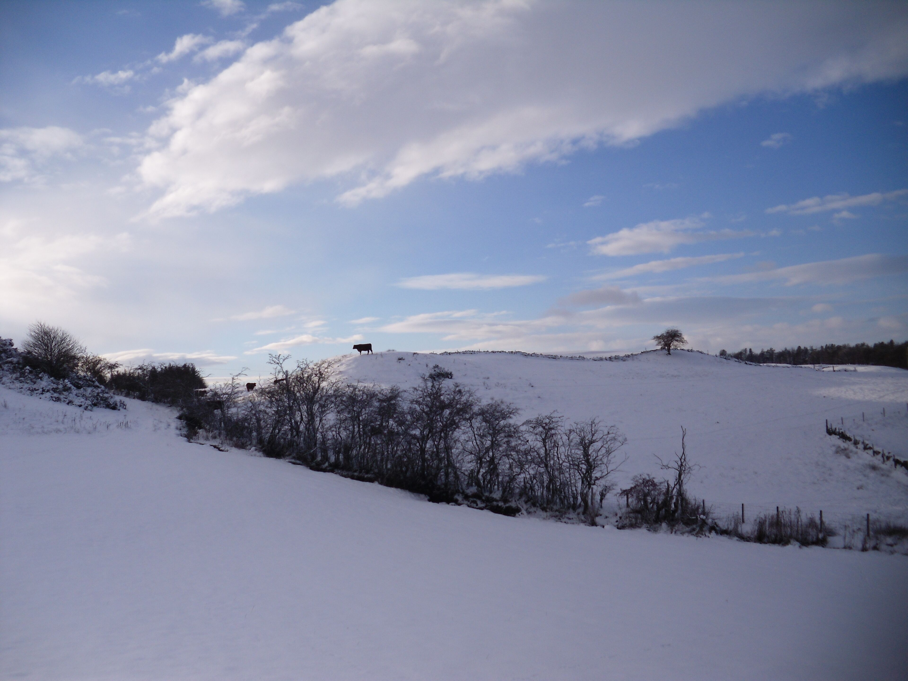 Cattle on the lookout for food, Kilbarchan, Renfrewshire.