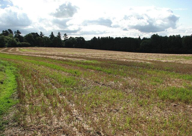 Sunshine and showers This cereal crop has been harvested but the straw is still on the field, the short stubble wet and glistening during a short burst of sunshine between the showers. The woodland seen in mid-distance is The Lings.