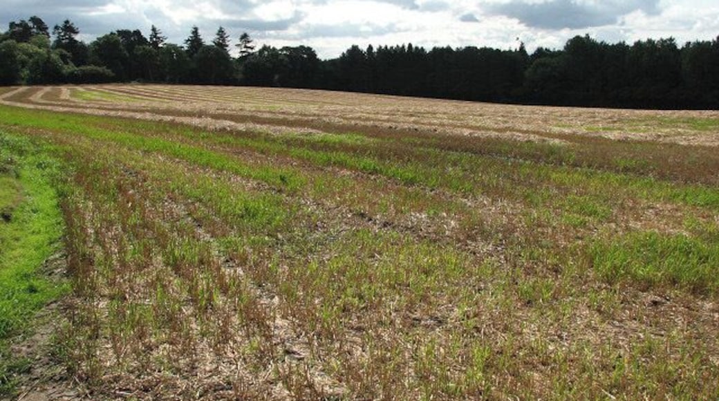 Sunshine and showers This cereal crop has been harvested but the straw is still on the field, the short stubble wet and glistening during a short burst of sunshine between the showers. The woodland seen in mid-distance is The Lings.
