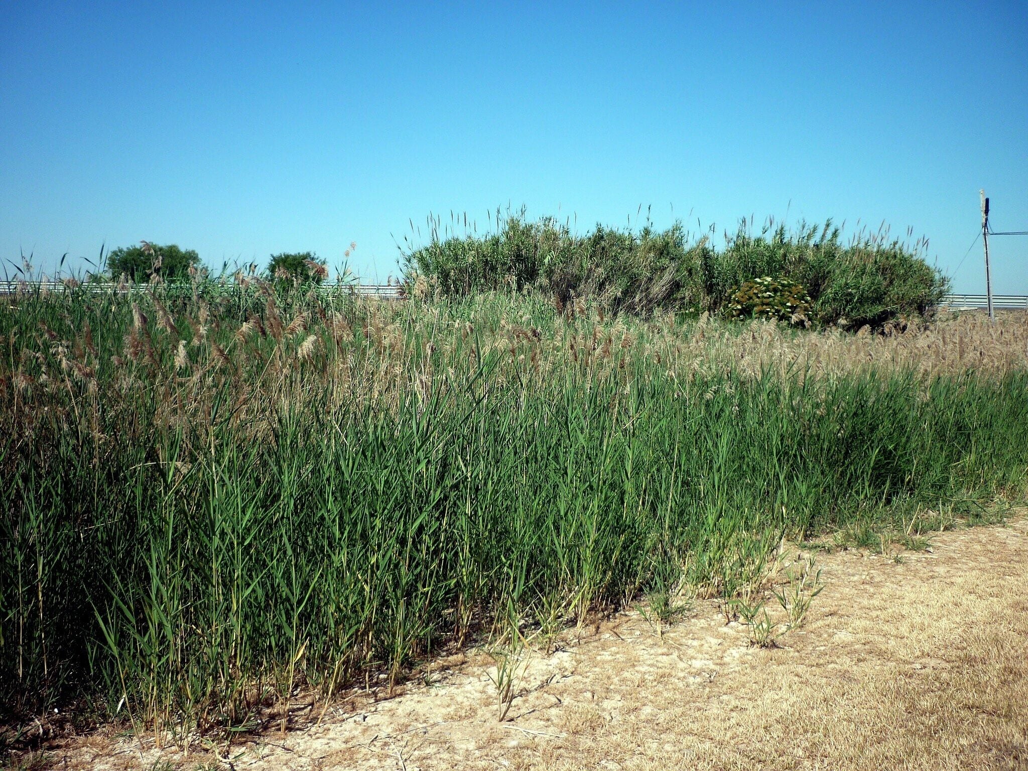 This is a a photo of a wetland in Catalonia, Spain, with id: