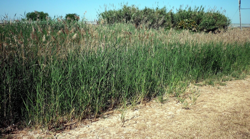 This is a a photo of a wetland in Catalonia, Spain, with id: