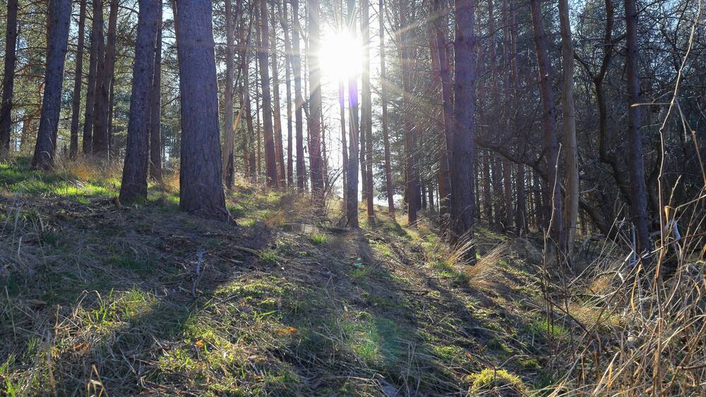 Natural light one spring day at a forest. Sweden. Mars 2025