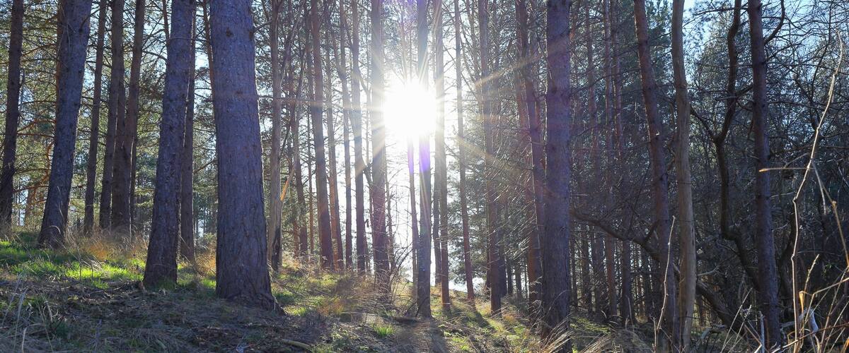 Natural light one spring day at a forest. Sweden. Mars 2025