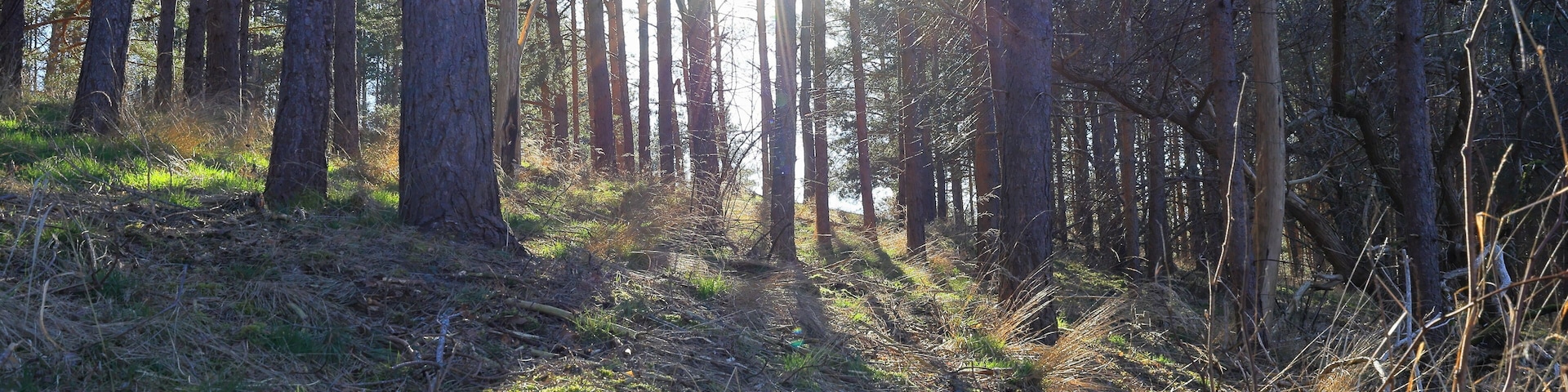 Natural light one spring day at a forest. Sweden. Mars 2025