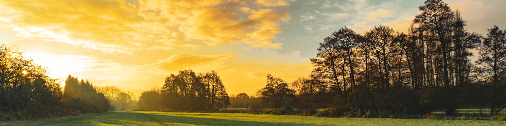 A grassy field with trees in the background and a sunset sky.