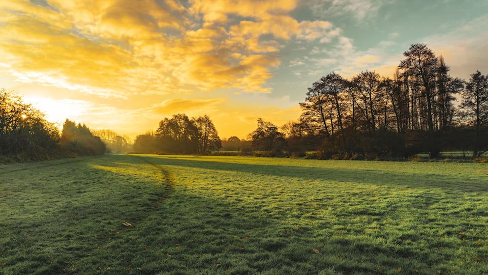 A grassy field with trees in the background and a sunset sky.
