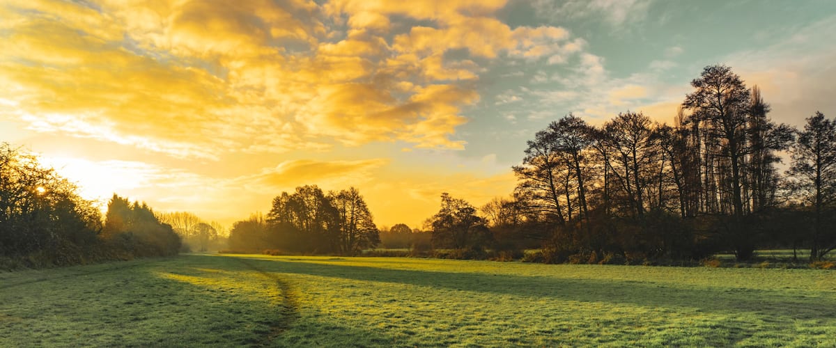 A grassy field with trees in the background and a sunset sky.