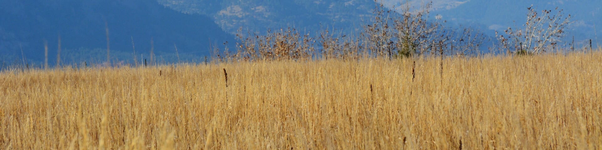 View of Long's Peak and Mount Meeker in Rocky Mountains Colorado with dry autumn prairie grass on foreground