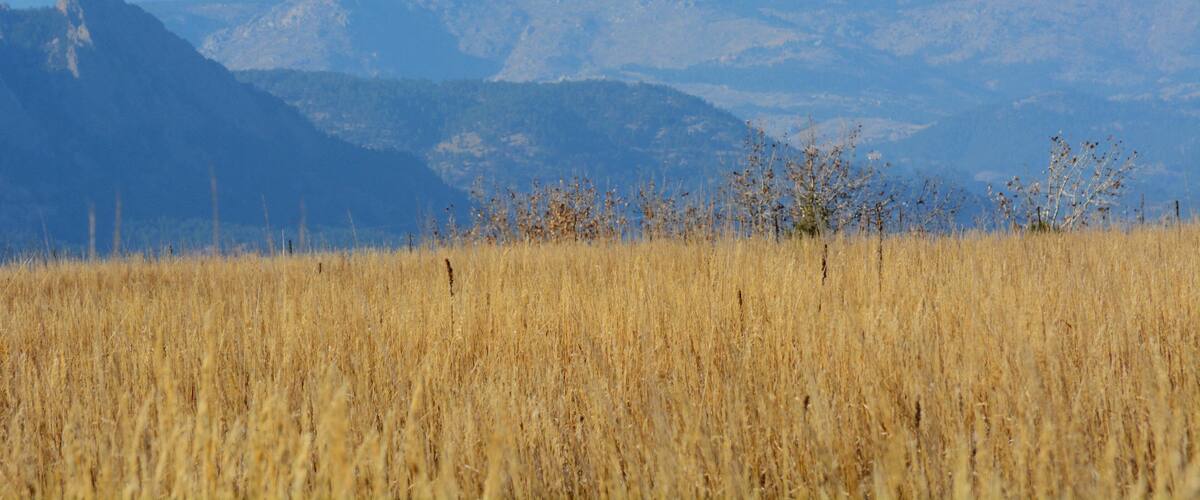 A field of tall golden grass with mountains in the background.