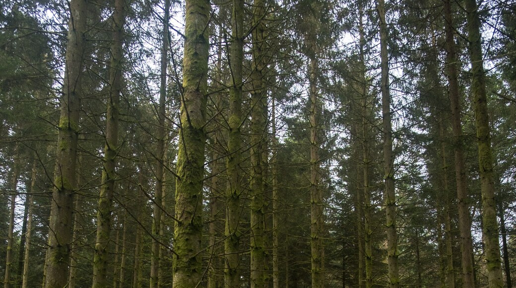 Trees in a pine forest and green moss in Libramont, Belgium