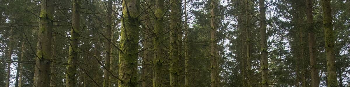 Trees in a pine forest and green moss in Libramont, Belgium