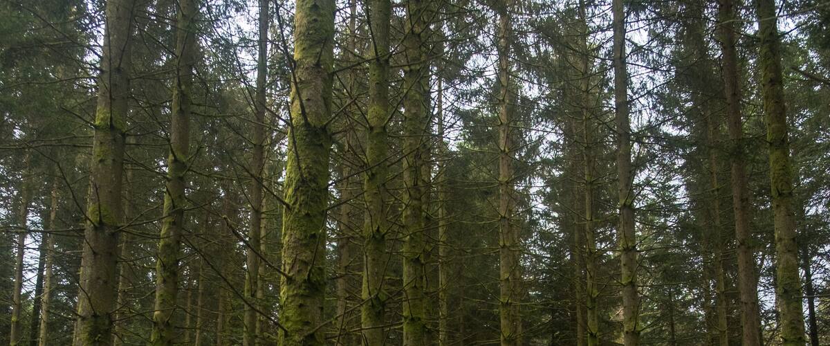 A dense forest with tall trees and a mossy ground.