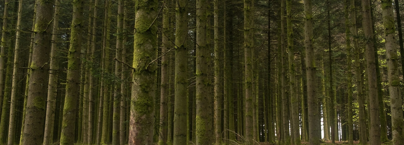 A dense forest with tall trees and a mossy ground.