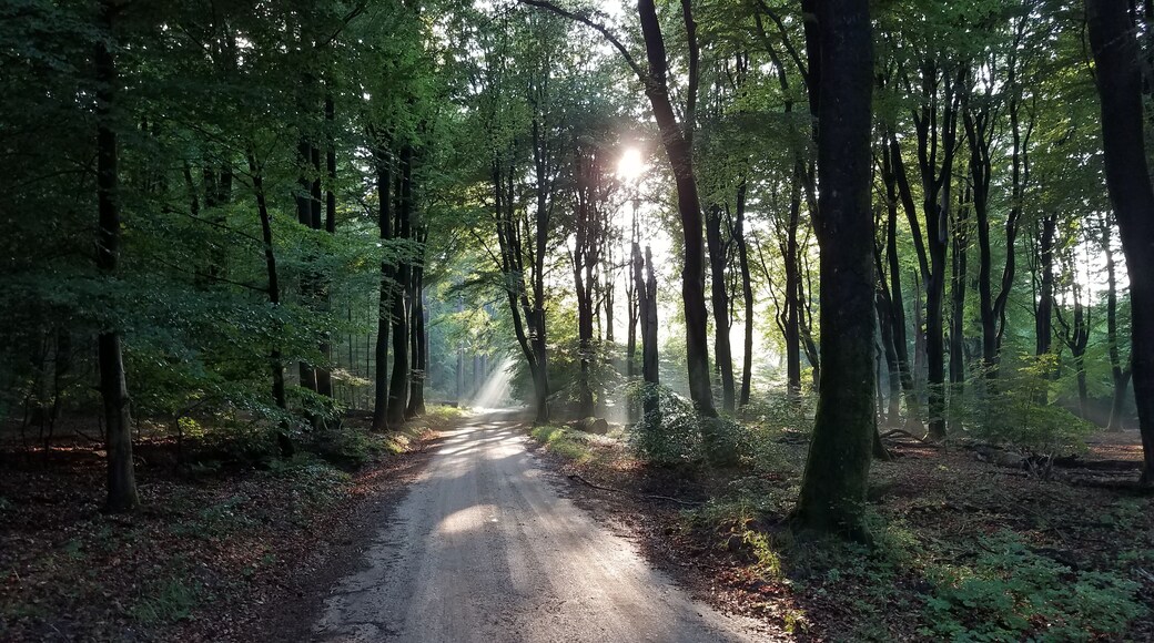 On the road to Drie. A town consisting of a pub and some farms.
#adventure