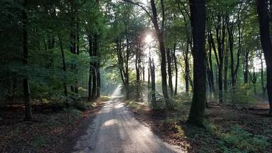 A forest path with sunlight filtering through the trees.