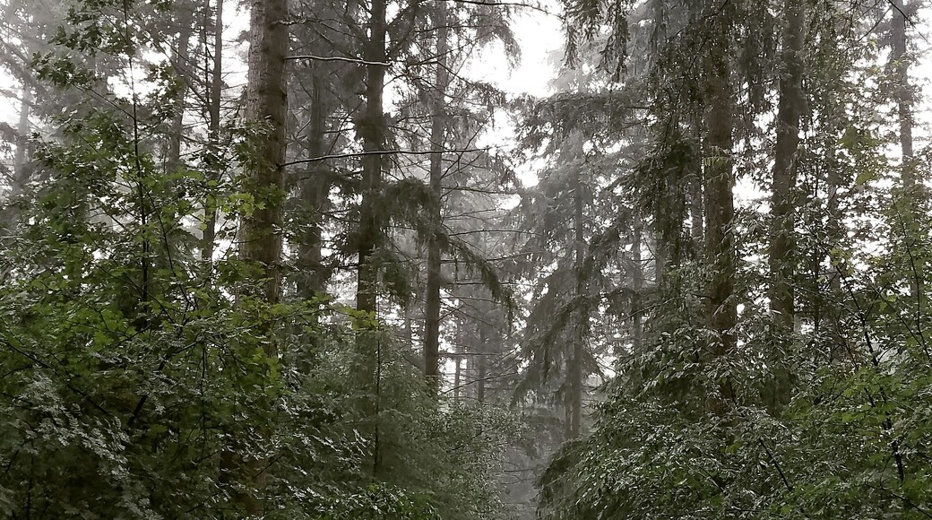 Almost straight out of Narnia! Getting absolutely soaked was well worth the pictures. #adventure