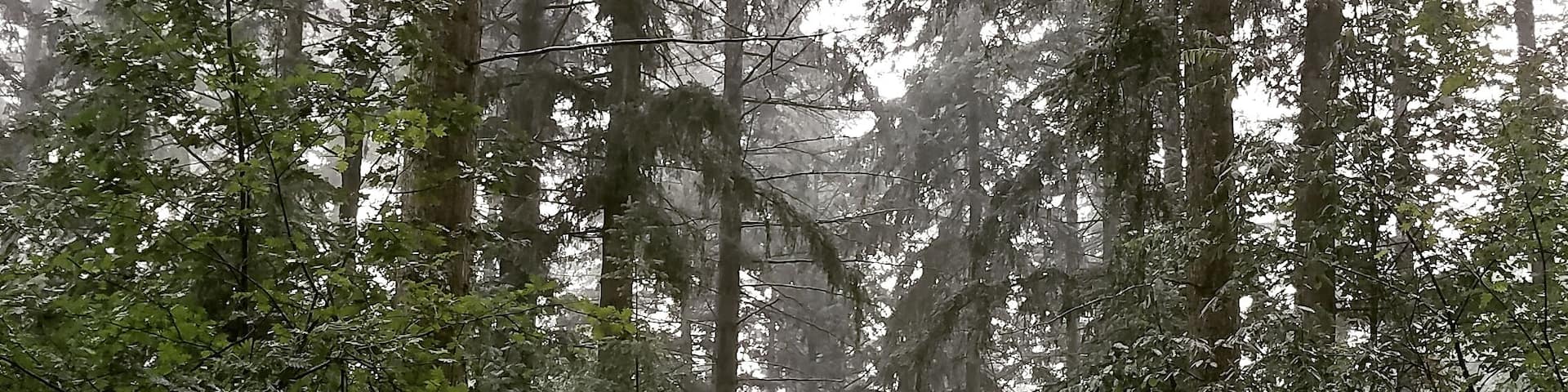 Almost straight out of Narnia! Getting absolutely soaked was well worth the pictures. #adventure