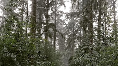 Almost straight out of Narnia! Getting absolutely soaked was well worth the pictures. #adventure