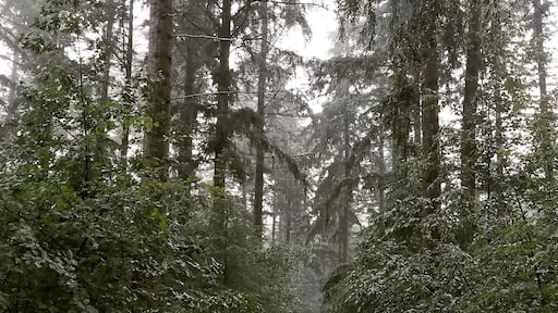 Almost straight out of Narnia! Getting absolutely soaked was well worth the pictures. #adventure