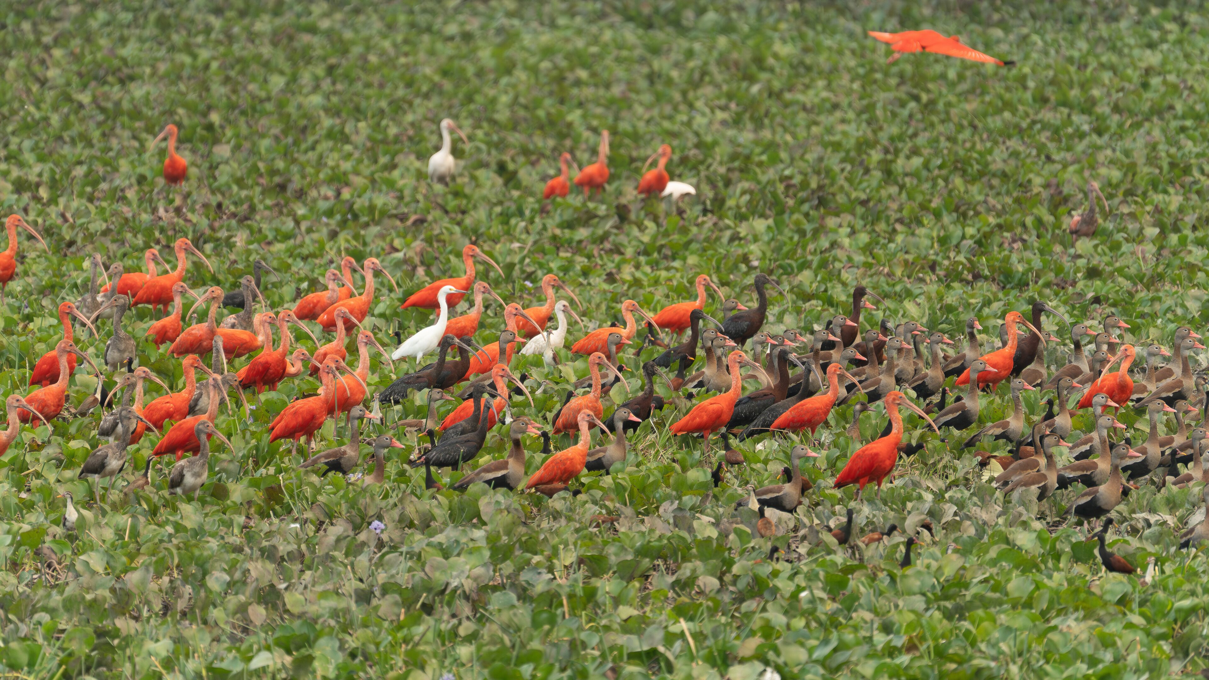 a flock of red ibis on the Venezuela River.