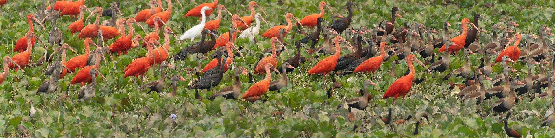 a flock of red ibis on the Venezuela River.