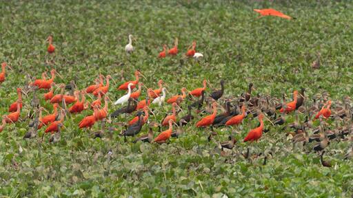 a flock of red ibis on the Venezuela River.