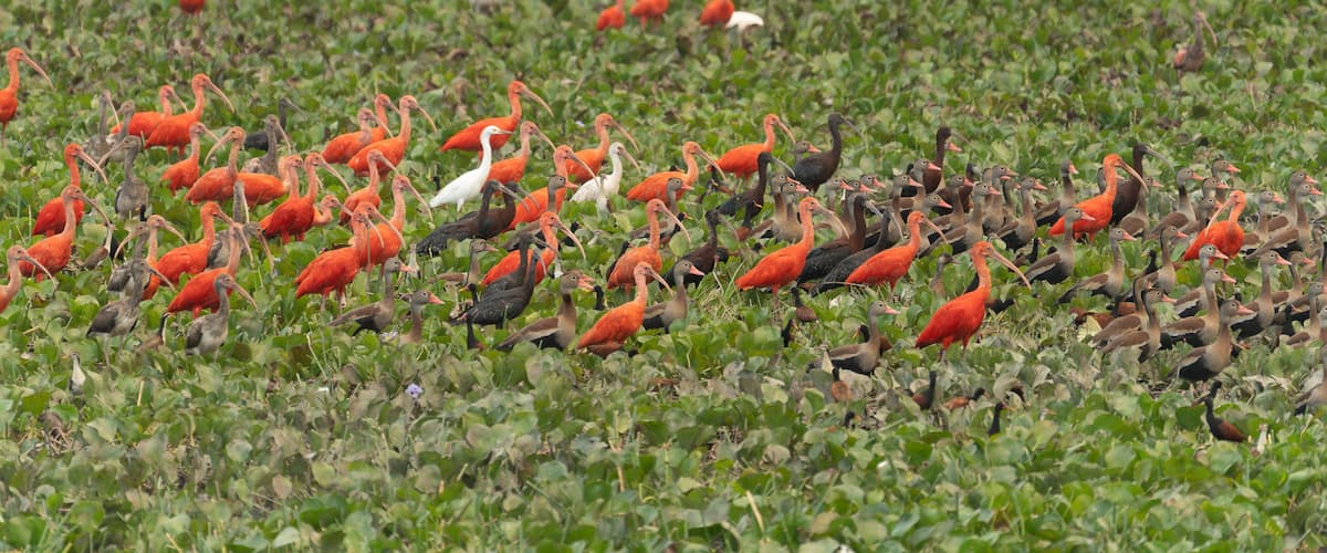 A flock of birds in a green field.