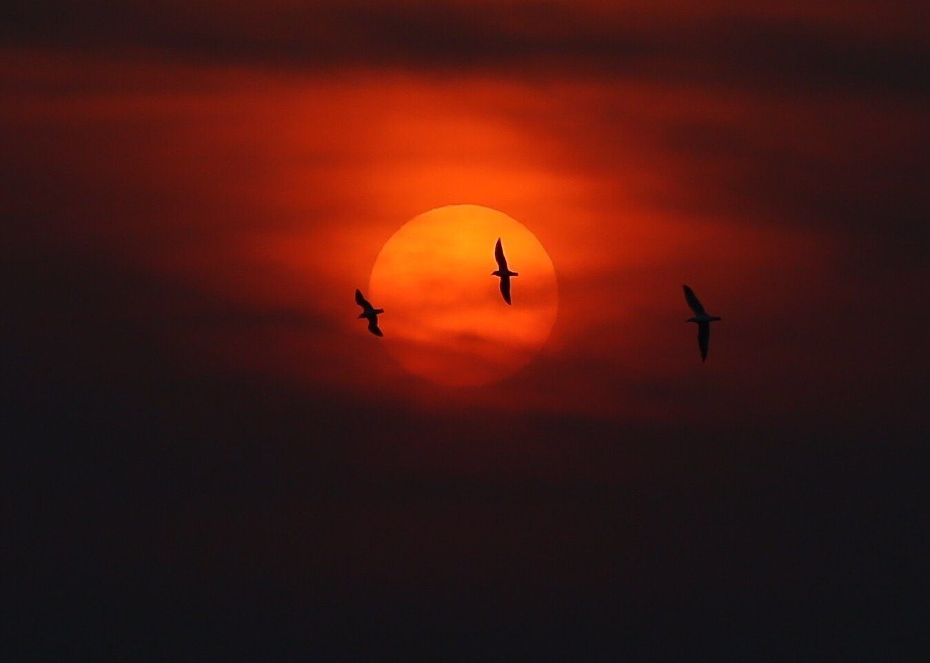 Just the right timing ..waiting for a long time to get this shot..the birds had to be at the right distance and in front of the rising sun..
