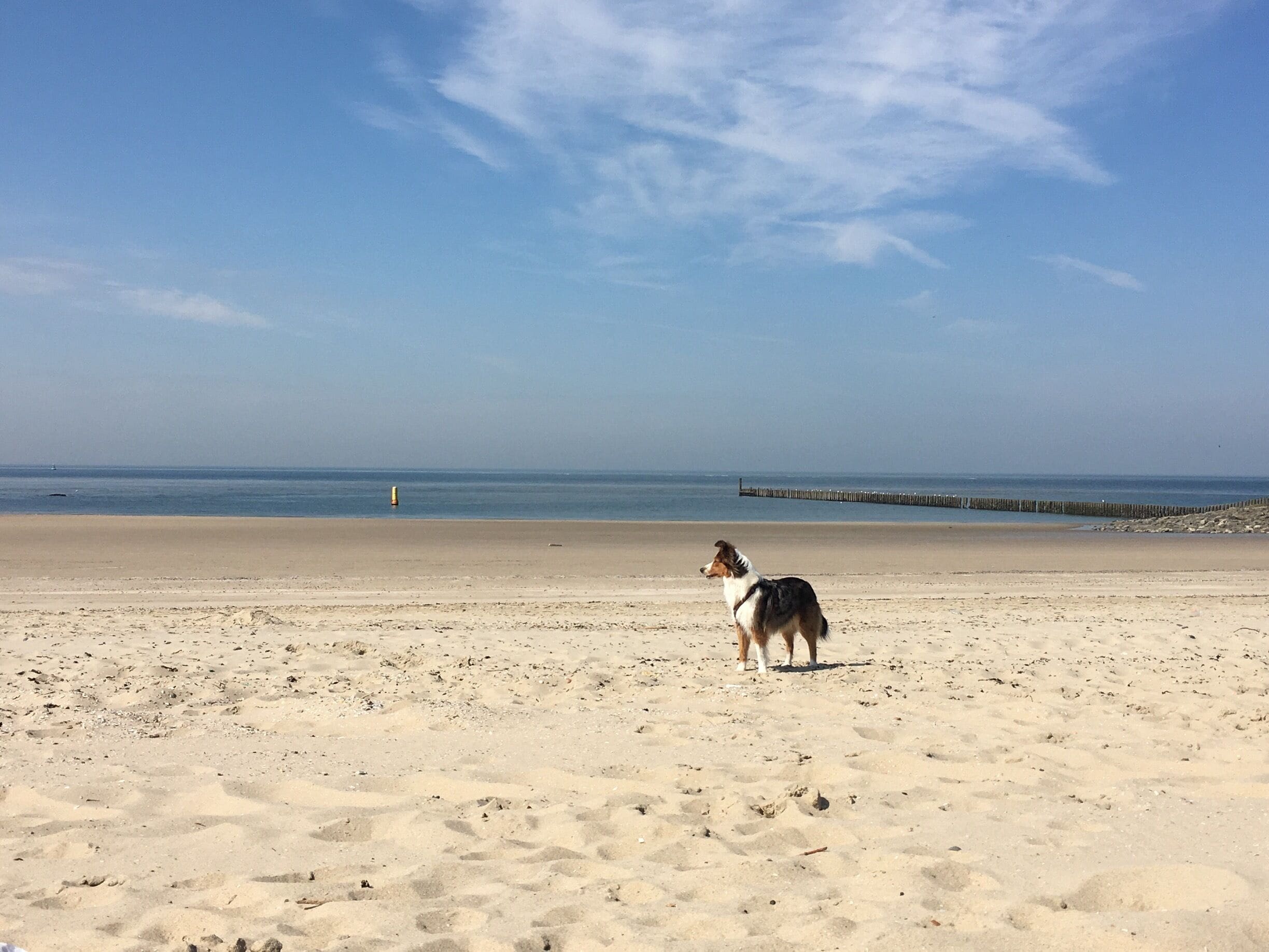 With my dog in Westkapelle/Netherlands! It is a beautiful city with super cute houses and shops, and the got some really good fish 🐟 it was so nice to be there🐺