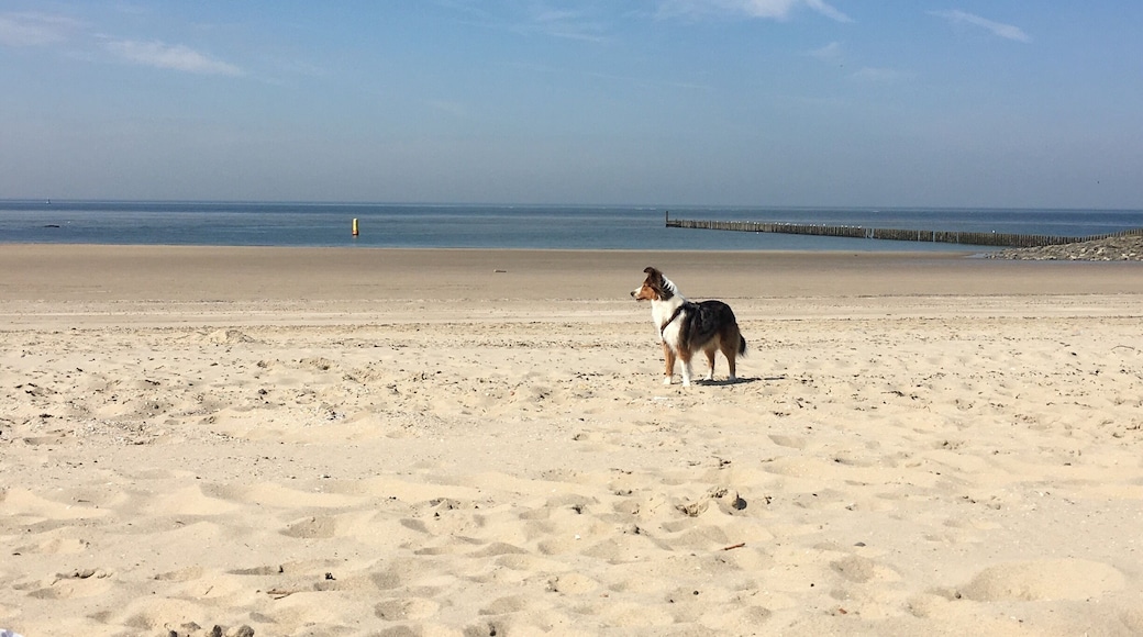 With my dog in Westkapelle/Netherlands! It is a beautiful city with super cute houses and shops, and the got some really good fish đ it was so nice to be theređș