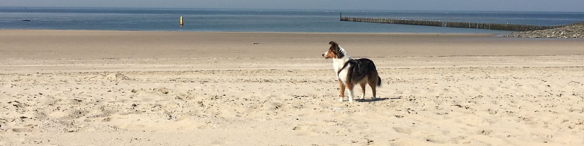 With my dog in Westkapelle/Netherlands! It is a beautiful city with super cute houses and shops, and the got some really good fish 🐟 it was so nice to be there🐺