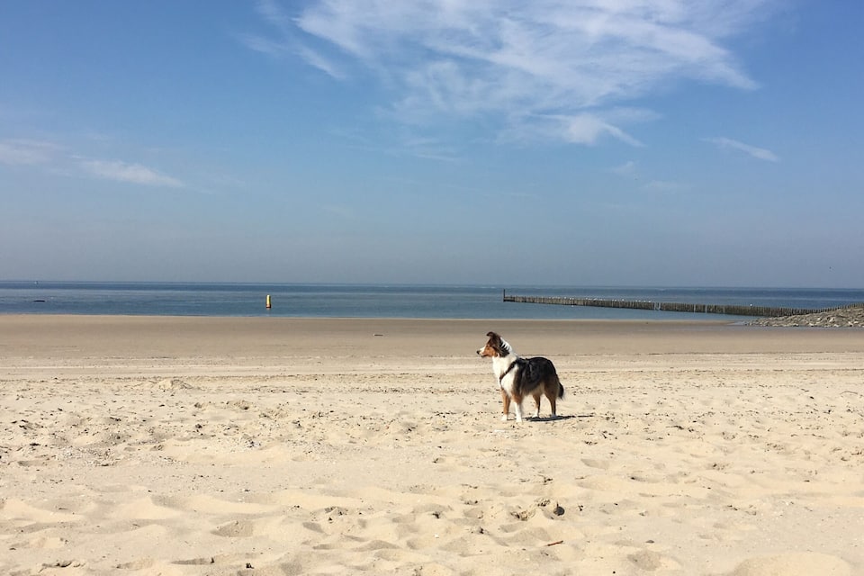 A beach with a dog, a wooden pier, and calm water.