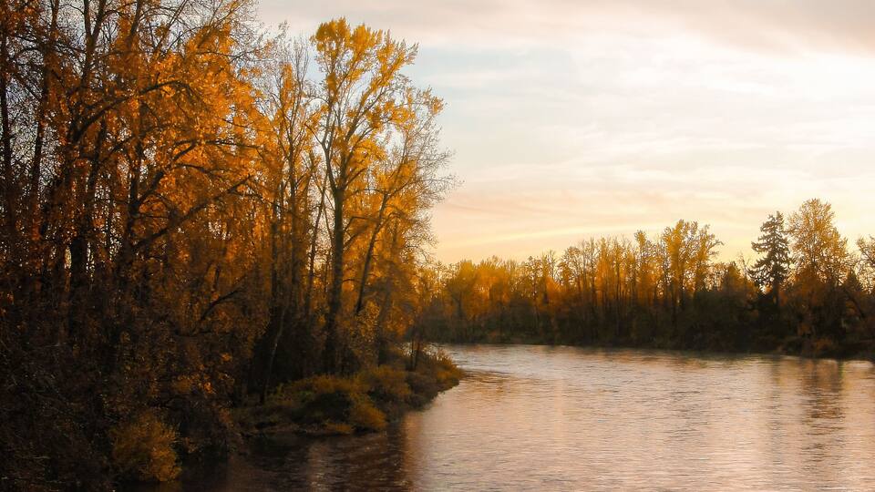 A river surrounded by autumn trees with golden leaves.