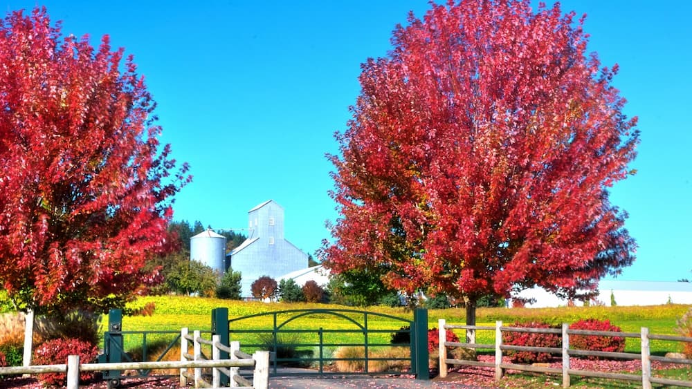 Fall color in Oregon Vineyard landscape