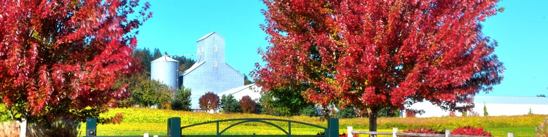 Fall color in Oregon Vineyard landscape
