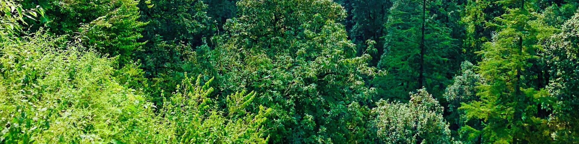 Rainbow Reflection
#Green #India #Mussorie
#trovember
#lifeatexpediagroup