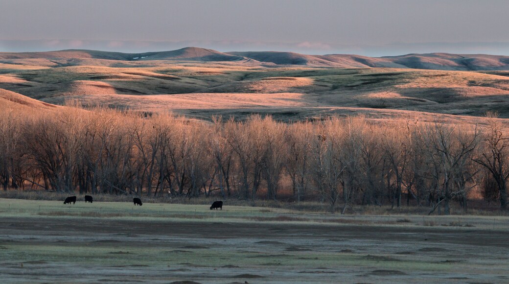 Grazing in the Shadows