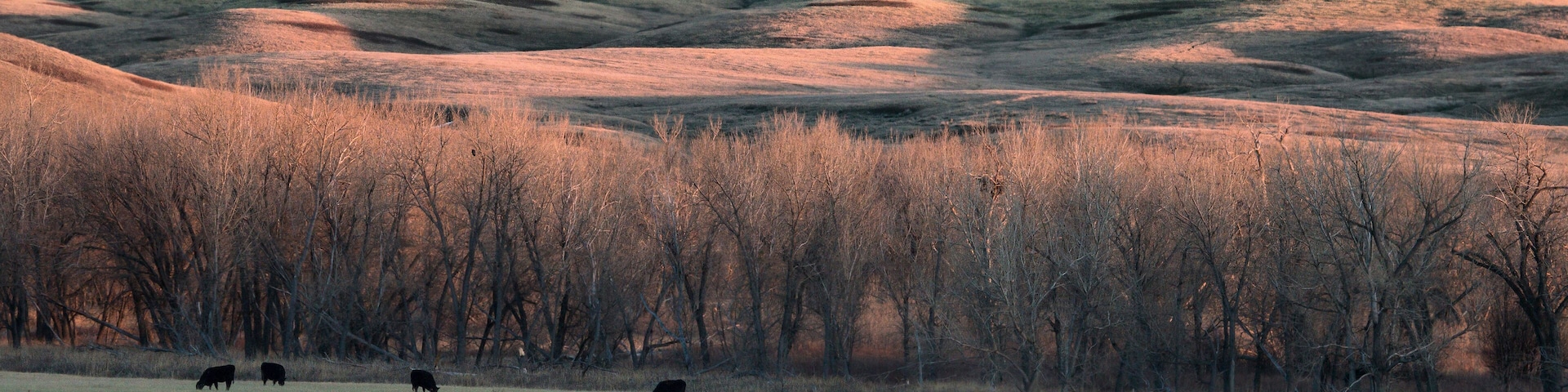 Grazing in the Shadows