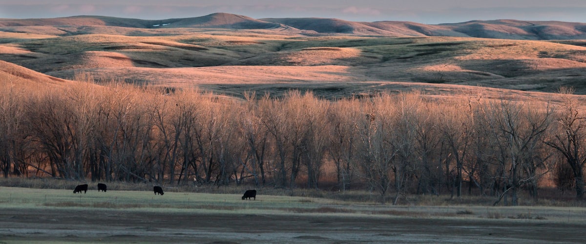 Rolling hills, a field with grazing cattle, and a line of trees in the background.