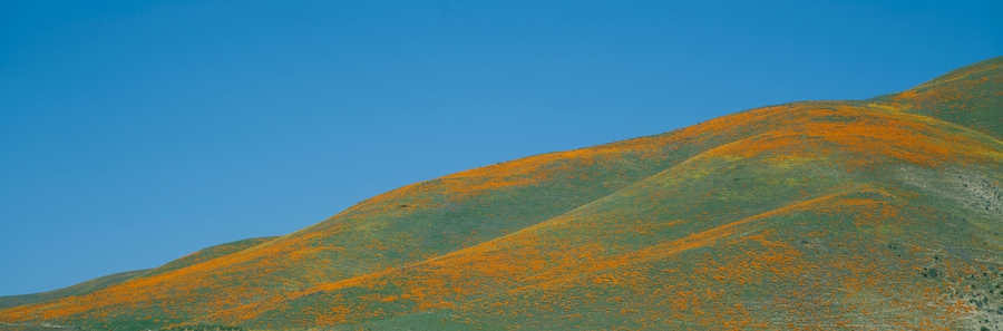 California Poppies and Wildflowers, near Gorman, California